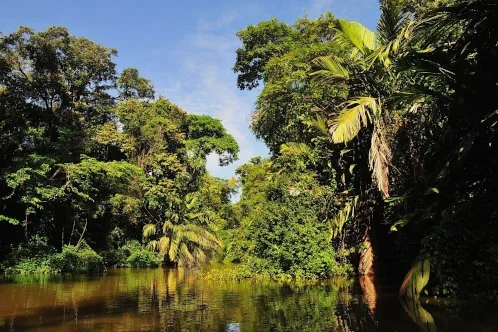 Ausflug mit dem Kanu im Tortuguero-Nationalpark Der Regenwald von Tortuguero vom Wasser aus gesehen