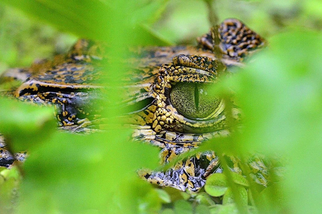 Kaiman im Tortuguero Nationalpark