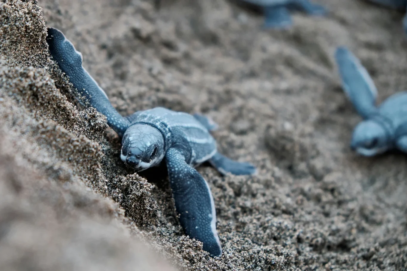 Ausflug mit Tinamon Tours Tortuguero Meeresschildkröten am Strand